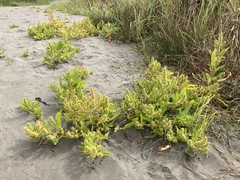 Rumex persicarioides