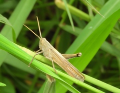 Schistocerca camerata