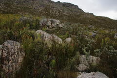 Podalyria hirsuta