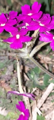 Glandularia tomophylla