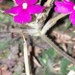 Glandularia tomophylla - Photo (c) sebawill, algunos derechos reservados (CC BY-NC), uploaded by sebawill