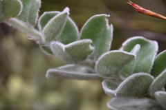 Podalyria hirsuta