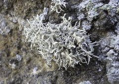 Dendrographa leucophaea
