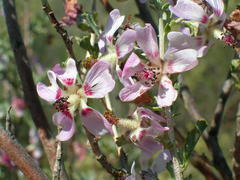 Anisodontea elegans
