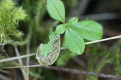 Phytomyza linnaeae