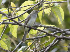 Elaenia parvirostris