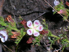 Anisodontea dissecta