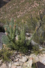 Paranomus roodebergensis