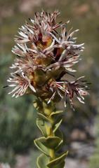 Paranomus roodebergensis