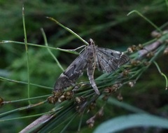 Duponchelia lanceolalis