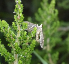 Duponchelia lanceolalis