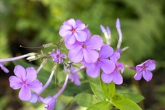 Phlox carolina