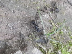 Camponotus pennsylvanicus