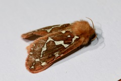 Gazoryctra hyperboreus