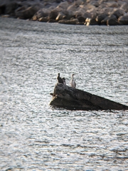 Gulosus aristotelis