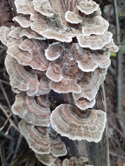 Trametes versicolor