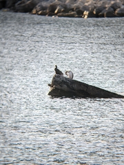 Gulosus aristotelis