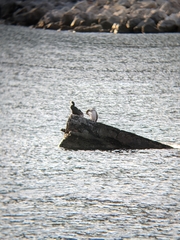 Gulosus aristotelis