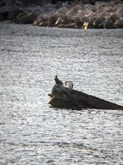 Gulosus aristotelis