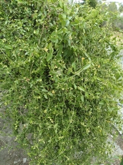 Cocculus diversifolius
