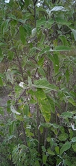 Parthenium tomentosum