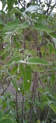 Parthenium tomentosum