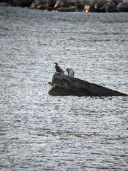 Gulosus aristotelis