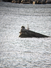 Gulosus aristotelis