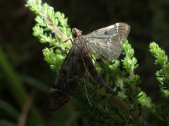 Duponchelia lanceolalis