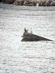 Gulosus aristotelis