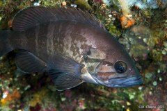 Epinephelus caninus