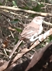 Toxostoma longirostre