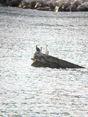 Gulosus aristotelis