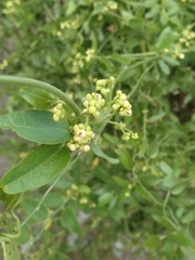 Cocculus diversifolius