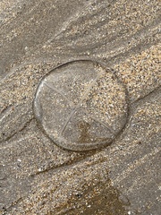 Staurostoma mertensii