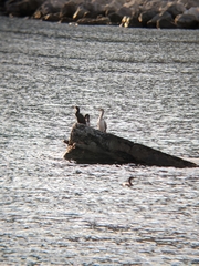 Gulosus aristotelis