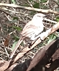 Toxostoma longirostre