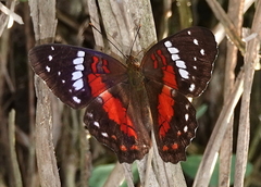 Anartia amathea amathea