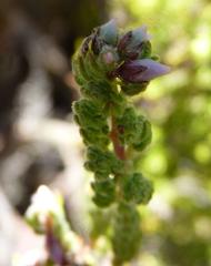 Erica oreotragus