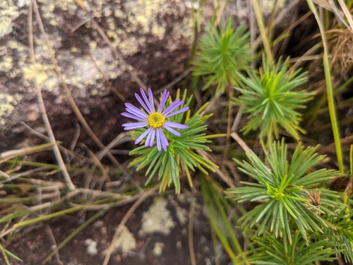 Tetramolopium ornans · iNaturalist