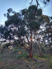 Eucalyptus globulus globulus