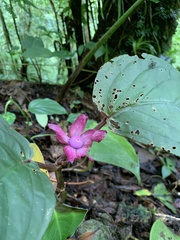 Drymonia turrialvae