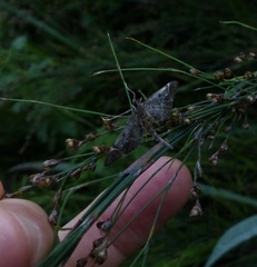 Duponchelia lanceolalis