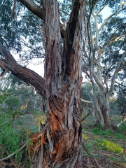 Eucalyptus globulus globulus