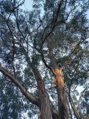 Eucalyptus globulus globulus