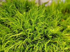 Flexitrichum flexicaule