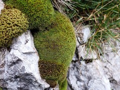 Ptychostomum elegans