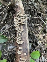 Trametes versicolor