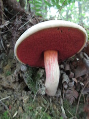 Caloboletus firmus