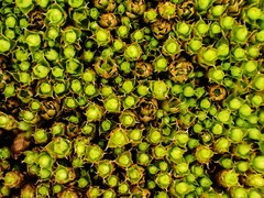 Ptychostomum elegans